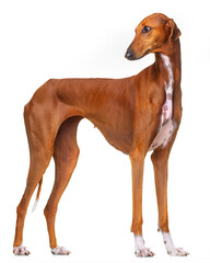 Azawakh, red dog, African greyhound, stands on a white background, isolate