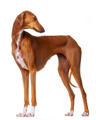 Azawakh, red dog, African greyhound, stands on a white background, isolate