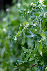 Plants de petits pois