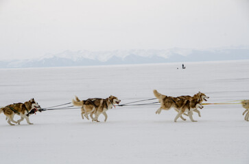 Naklejka premium Husky dogs running in harness on lake Baikal, Siberia, in winter