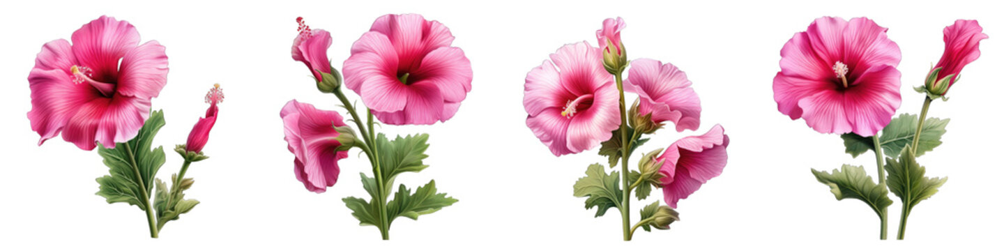 Hollyhock flower clipart collection, vector, icons isolated on transparent background