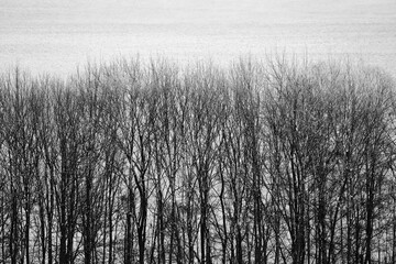 Trees by Lake Mjosa.