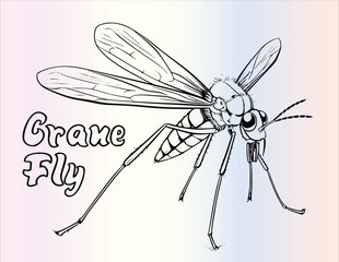 Crane Fly Coloring Page for Kids