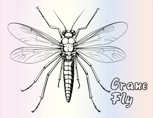 Crane Fly Coloring Page for Kids