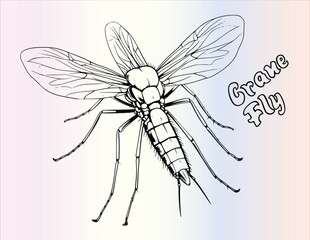 Crane Fly Coloring Page for Kids