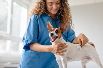 Vet checking dog's health in clinic
