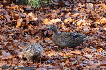 Mallard looking for food in the autumn leaves in the Sauerland