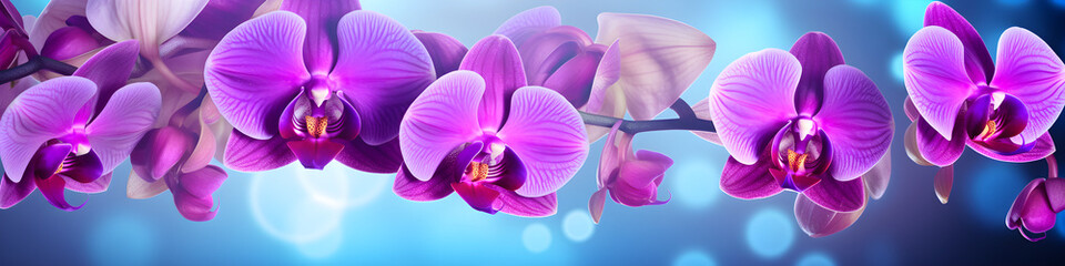 orchid flowers background banner - obrazy, fototapety, plakaty