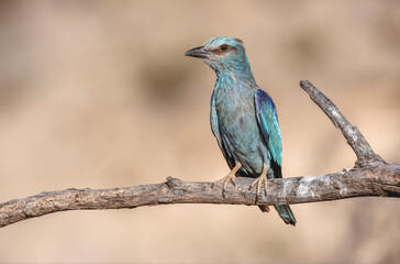 European Roller (Coracias garrulus) perched on a branch near its nest.