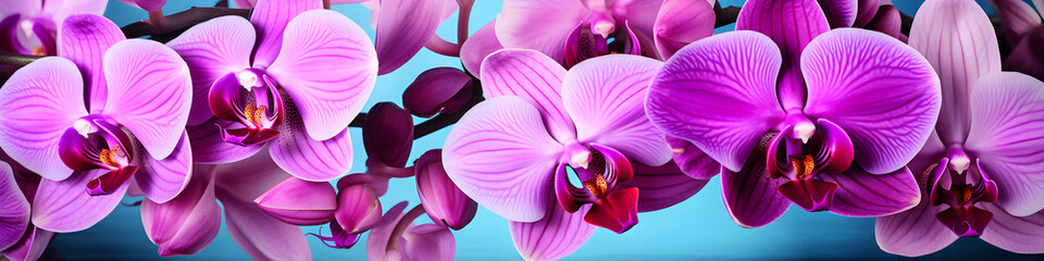 orchid flowers background banner - obrazy, fototapety, plakaty