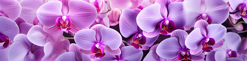 orchid flowers background banner