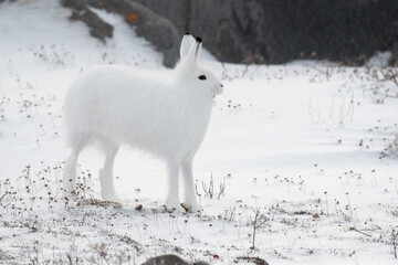 Arctic hare on its hind legs