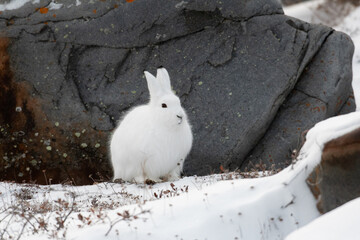 Arctic hare sitting by a rock