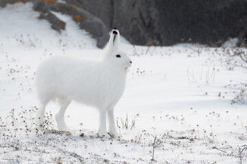 Arctic hare on its hind legs