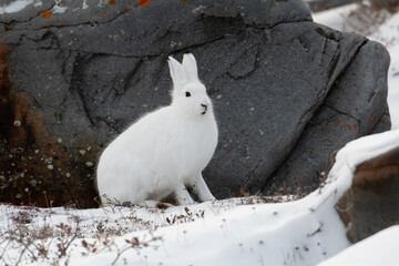 Arctic hare sitting by a rock © Tony Campbell