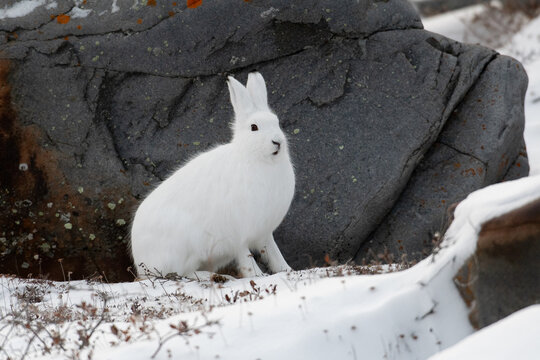 Arctic hare sitting by a rock