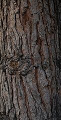 Bark of tree texture background