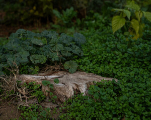 tree stump in the forest with green grass around, empty space for product