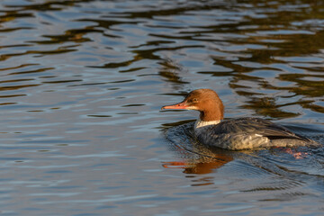 Common Merganser (Mergus merganser) female swimming in a river.