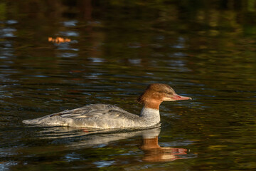 Common Merganser (Mergus merganser) female swimming in a river.