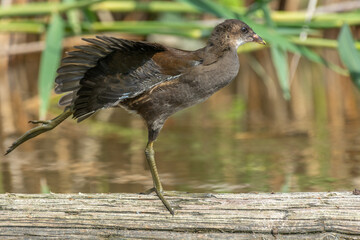 Young common moorhen (Gallinula chloropus) stretching its wings on a tree trunk in a river.