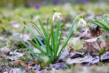snowdrops in the grass