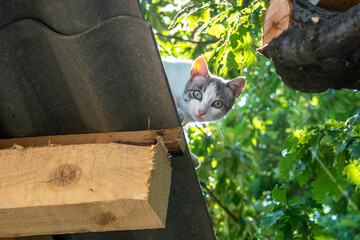 Pets cats in different situations in the trees and in the house