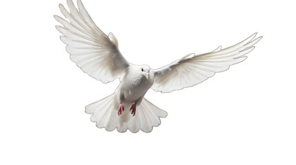 Obraz premium white dove isolated on transparent background