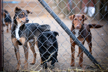 psy w schronisku dla bezdomnych zwierząt - obrazy, fototapety, plakaty
