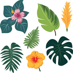 hibiscus illustration flower nature plant summer vector design exotic tropical decoration floral botanical jungle palm isolated Hawaii set painting plumeria green