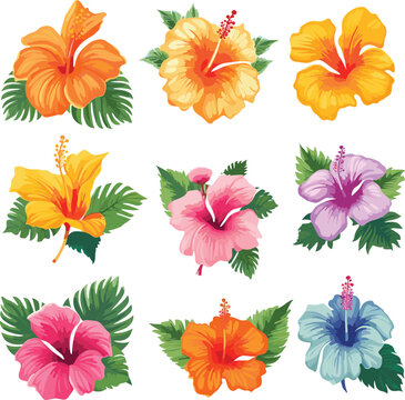 hibiscus illustration flower nature plant summer vector design exotic tropical decoration floral botanical jungle palm isolated Hawaii painting