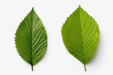 Obraz premium Two green leaves placed on a white surface. Suitable for nature-themed designs and botanical illustrations