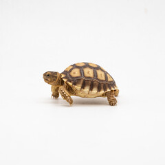 Portrait of a baby Sulcata tortoise seized for illegal wildlife trade in a rehabilitation center in India