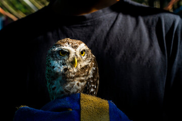Portrait of a Spotted owlet in a rehabilitation center