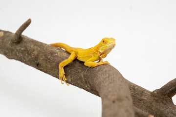 Portrait of a yellow Iguana under rehabilitation