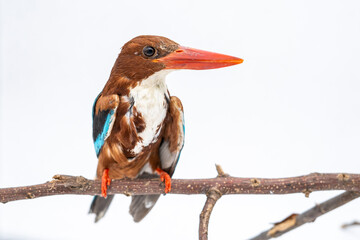 Portrait of a White-throated kingfisher under rehabilitation at an animal rescue center