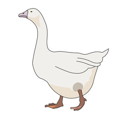 A goose as a digital illustration on a transparent background