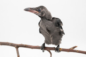 Portrait of a juvenile House crow under rehabilitation