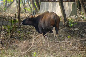 Indian Gaur within city limits in Pune, India