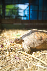 Portrait of an Elongated tortoise under rehabilitation at an animal rescue center.