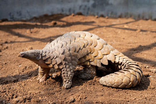 Portrait of an Indian pangolin in a rehabilitation enclosure.