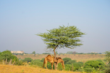 Two camels standing next to each other in Pushkar Fair in Rajasthan, India. 
