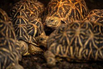 Portrait of a Indian Star Tortoise