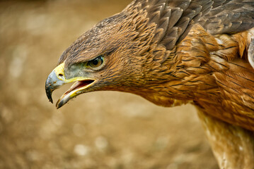 Portrait of a Bonelli's Eagle