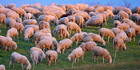 Flock of sheep and a goat in a corral grazing under the blue sky