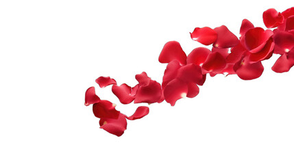 Floating red rose petal isolated on white. Background concept for love greetings on valentines day and mothers day. Space for text