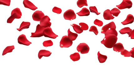 Floating red rose petal isolated on white. Background concept for love greetings on valentines day and mothers day. Space for text