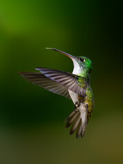 Fototapeta premium Andean Emerald Hummingbird in flight on dark green background