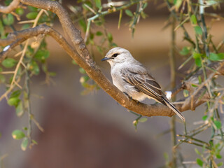 African Gray Flycatcher on tree branch in Tanzania