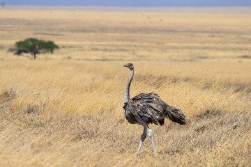 Female Common Ostrich in Serengeti National park in the dry season, Tanzania,  Africa
